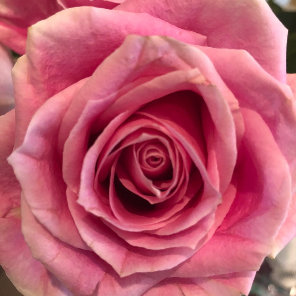 Meet your Posher, Simone